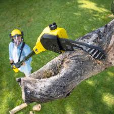 Why Choose Our Tree Removal Services in Jacksboro, TX?