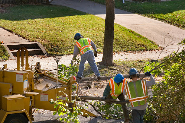 Professional  Tree Services in Jacksboro, TX