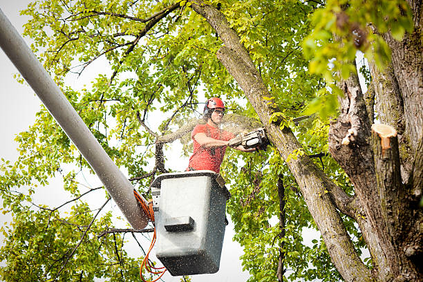 Best Fruit Tree Pruning  in Jacksboro, TX